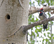 Red naped Sapsucker 3524